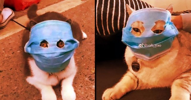 Download Hilarious Pics Of Cats Dogs Wearing Facemasks To Stop Coronavirus Starbiz Com PSD Mockup Templates