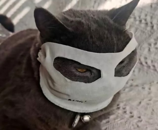 Download Hilarious Pics Of Cats Dogs Wearing Facemasks To Stop Coronavirus Starbiz Com Yellowimages Mockups