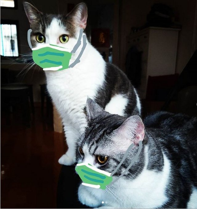 Download Hilarious Pics Of Cats Dogs Wearing Facemasks To Stop Coronavirus Starbiz Com PSD Mockup Templates