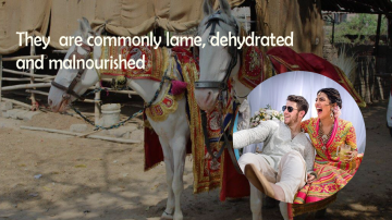 PETA India Criticizes Priyanka Chopra And Nick Jonas’s Wedding For Exploiting Animals