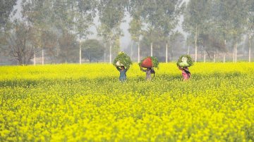 The Mustard Fields: An Icon Of Bollywood’s Romance