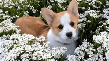 आपके राशि चिन्ह आपके स्पिरिट ऐनिमल के बारे में क्या बताते हैं