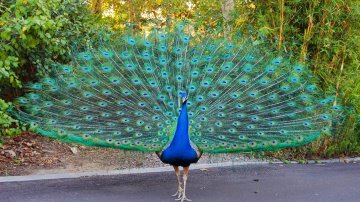 Peacocks Dance On Mumbai Streets In Lockdown – Earth Is Not Owned By Humans Only
