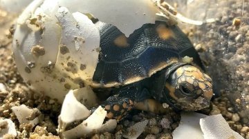 The Deadly Coronavirus To Human Bringing More Lives To Earth, Check Adorable Pics Of Nature Rebirth