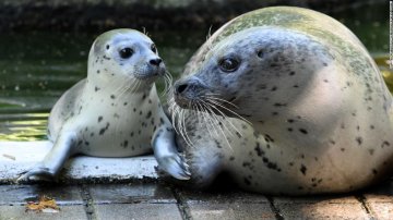 German Zoo To 'Sacrify' Animals To Feed Others Amid Coronavirus Crisis