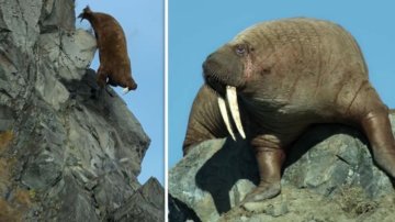 Hundred Walruses Falling To Death Shows How 'Heart-breaking' The Climate Change Is