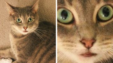 20+ Exotic Cats And Dogs Photos Gone Viral, No.2 And 24 Will Make Your Jaw Drop