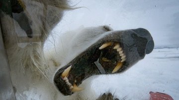 BBC Earth Released Top 10 Natural History Moments – You Won’t Believe What You See!