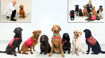 Dogs Can Sniff Out Coronavirus Patients Even Before Symptoms, UK Launched Trials!