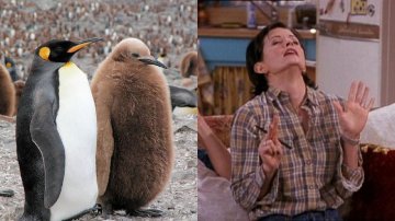 Penguin Poo Is The New Laughing Gas, Scientists Get High From Sniffing It