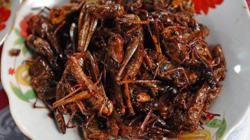 Can Locusts Be Eaten? If Yes, Should We Consume Them To Stop Locust Attack In India?