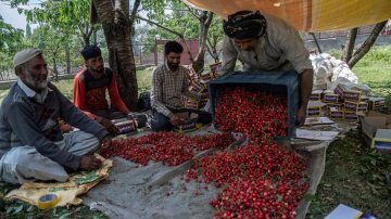 Photos Of Cherry Harvesting In Kashmir: Enjoy Fresh & Ripe Season Of Cherries