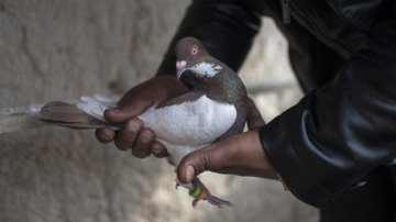 India Determines Pakistani Pigeon Was Not A Spy At All