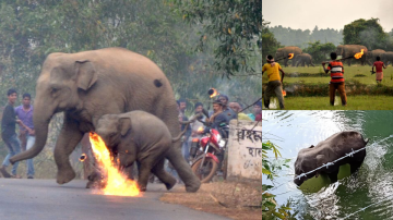 Throwback Heartbreaking Photo Of Elephants Mother And Calf Chased With Fireballs By Aggressive Mob In Rural India