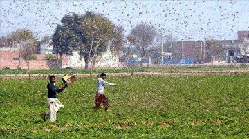 Pakistani Farmers Are Earning Money From Locusts, Find Out How
