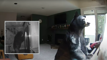  Real Bear Breaks Into House, Plays The Piano And Eats Food In The Fridge, See Video!