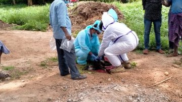 47 Karnataka Goats Quarantined, Swabbed After Owner Tested Positive With Covid-19