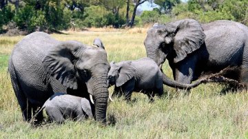 400 Dead Elephants Found In Botswana, Death Toll Still Increases While The Reason Has Yet To Be Determined