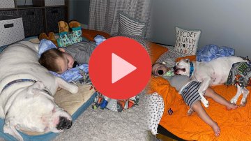 [VIDEO] Little Boy Sneaks Out Of His Bed To Sleep With His Dog In The Middle Of The Night