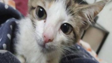 Poor Kitten Died After Inhumanely Gang-raped By A Group Of Teenage Boys In Pakistan