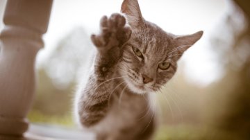 Cat Arrested For Smuggling Drugs In Sri Lanka, Escaped Prison