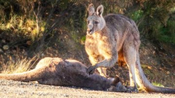 [HEARTBREAKING] Kangaroo Mom Crashed By Car, Its Male Partner Stood By Its Body For Hours