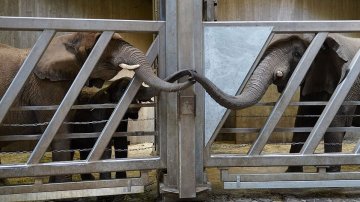 Heart-touching Reunion Of 39-year-old Elephant With Daughter After 12 Yrs Apart, Pics To Prove That They Are As Emotional As We Are