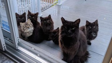 Heart-Melting Moment When Stray Cat Took All Babies To Visit The Woman Who Fed Her