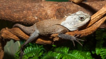 Forest Dragon Transitions From Female To Male After Her Partner Died, Lives In Harmony With Her Then Rival