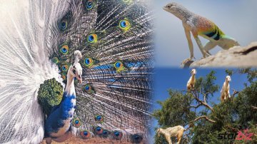 You Think These Animals Are Mutant? They Are Not, They Are Just Born That Way!