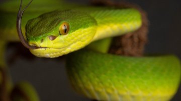 Pack Your Luggage & Migrate To These Snakeless Countries To Live Worry Free!