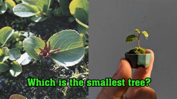 Which Is The Smallest Tree In The World? Is It Bonsai?