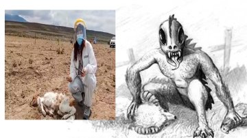 A Return Of Chupacabra! 50 Alpacas Left Dead, Blood Drained Overnight Without A Trace In Chile