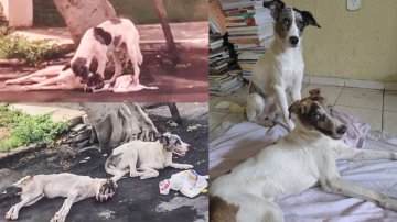 Heart-Touching! This Stray Dog Guards Its Injured Friend All Night Till Medical Staff Came To Rescue