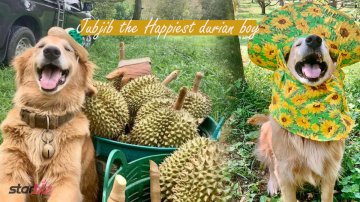 Meet Jubjib, The Golden Retriever Fluff That Is Famous For 7 Years Of Selling Durians