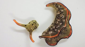 This Sea Slug Can Grow A New Body From Its Head