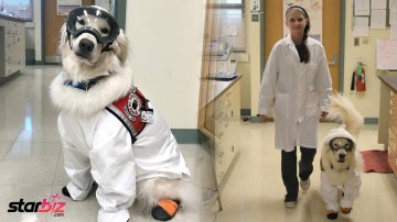Dog Learns Wears Protective Equipments To Help His Owner In The Lab