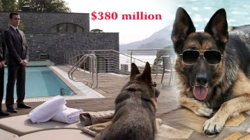 Luxury Life Of The Richest Dog In The World, CEO Of $380 Million Corporation