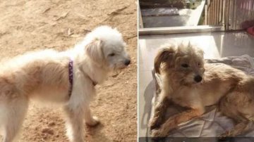 Left On The Highway, This Dog Walked 60 Km In 26 Days To Reach Home