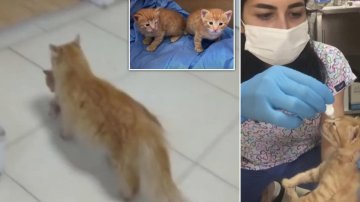 Mother Cat Carries Her Kitten To The Hospital For Help