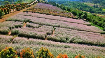 The Florest - Hoa Trong Rung: A Must-Visit Attraction in Dalat, Vietnam