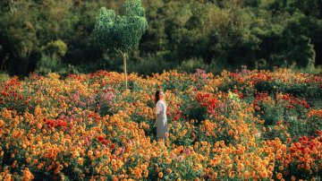 Experience The Florest - Hoa Trong Rung in Your Dalat Itinerary: 1-Day, 2-Day, and 3-Day Plans