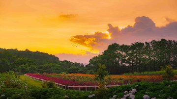 Complete Guide to Visiting The Florest - Hoa Trong Rung in Dalat: Hours, Tickets, and Tips
