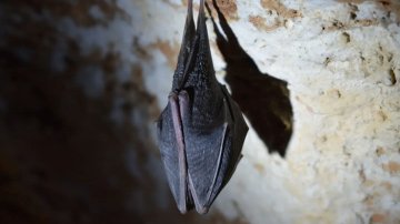 Bats Never Get Cancer: The Medical Breakthrough That Could Save Human Lives