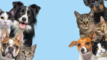 5 Ways  To Improve Pet Sleep For Better Health