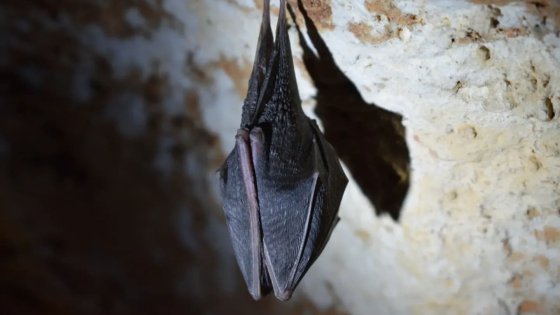 Bats Never Get Cancer: The Medical Breakthrough That Could Save Human Lives