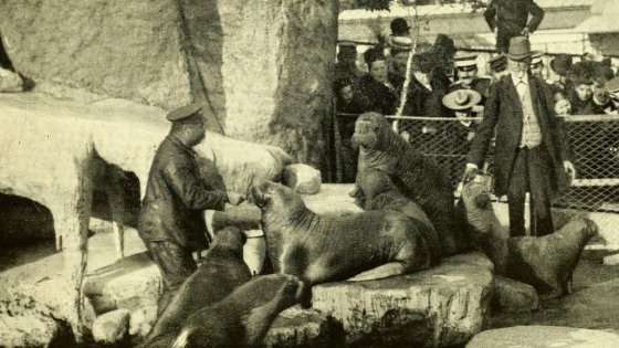 Human Zoos: The Dark Secret Behind Modern Zoos' Creator