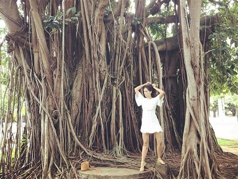 The Big Banyan Tree