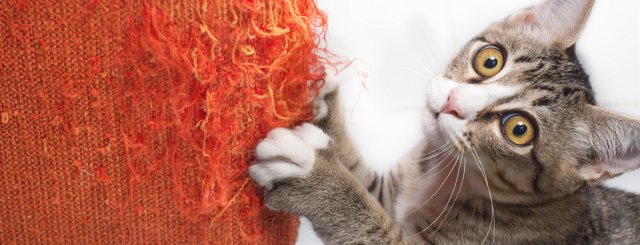 Cat Scratch Furniture