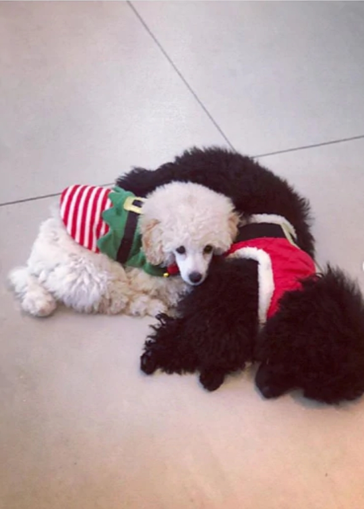 Amy Jacksons Christmas 1